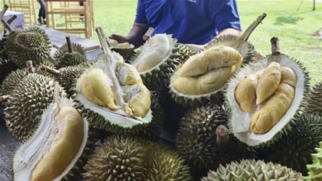 厄尔尼诺现象影响榴梿产量 马国丹州果农：本季料涨价