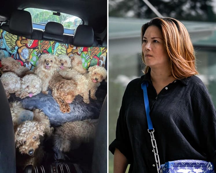 Woman who kept 79 dogs in her home fined S$21,500 in unprecedented case