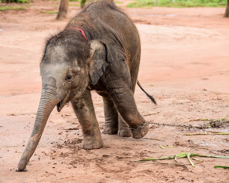 Beasts of burden: 'If there’s no blood, how can it be afraid?' - The making and breaking of Thailand's elephants