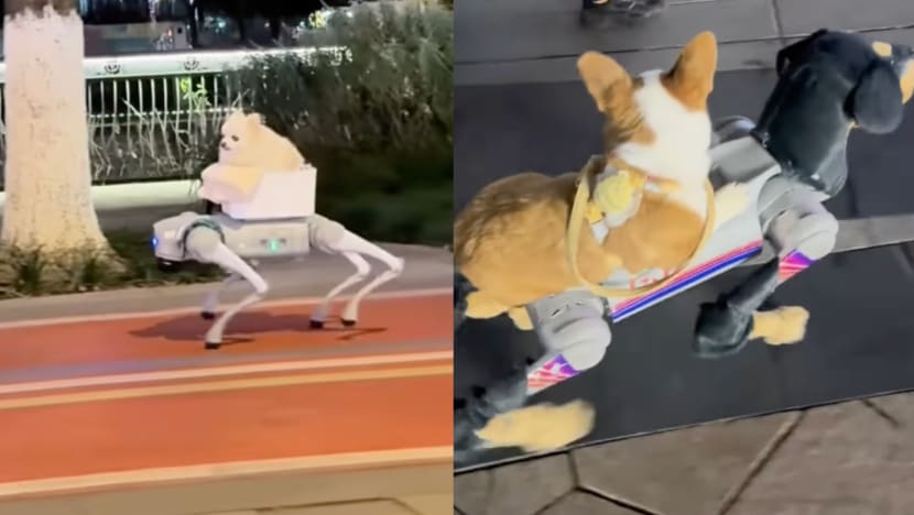 Pet Pooch Ferried Around By Robot Dog: “Is This The Future Of Dog-Walking?” Netizens Ask Pet Pooch Ferried Around By Robot Dog: “Is This The Future Of Dog-Walking?” Netizens Ask