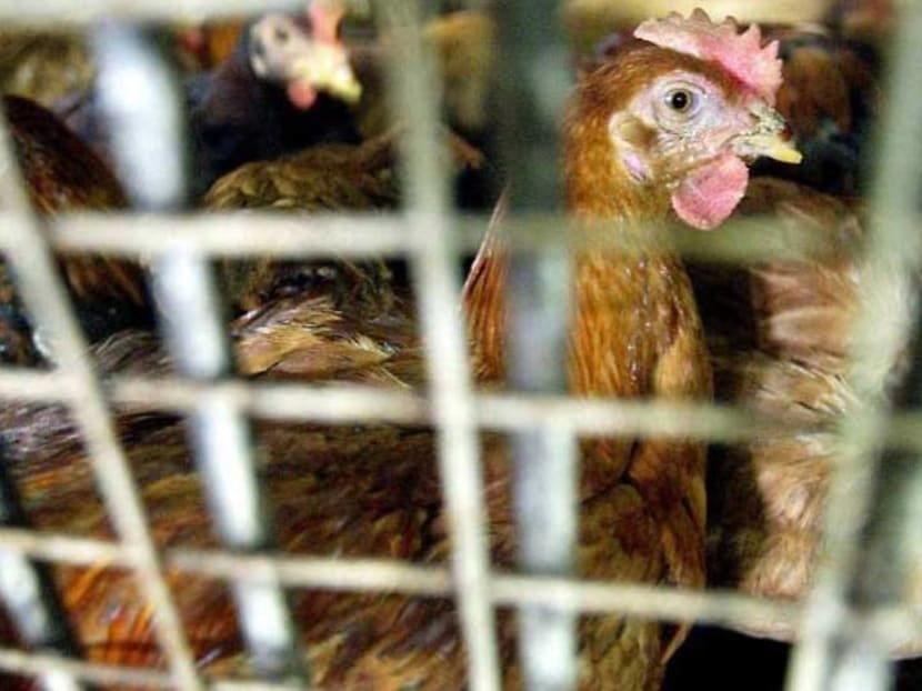 SFA working to minimise impact on supply after Malaysia curbs export of chickens