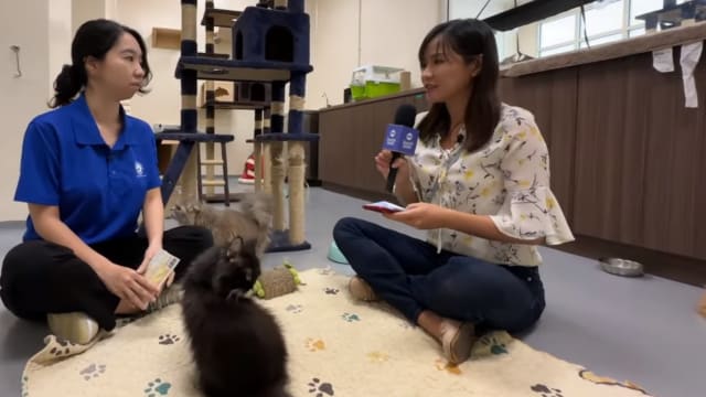 晨光|现场连线+：首季弃养猫数量逼近去年全年