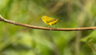 Indonesia gagalkan percubaan seludup 1,200 burung terancam