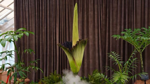 悉尼濒危“尸花”盛开 近2万人排队争相闻臭