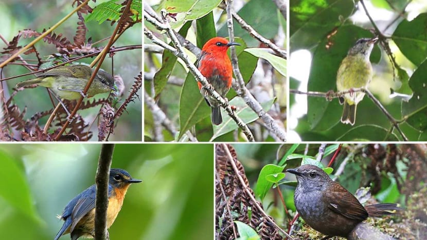 ‘Astounding discovery’: NUS researcher leads team which finds five new bird species in remote Indonesia
