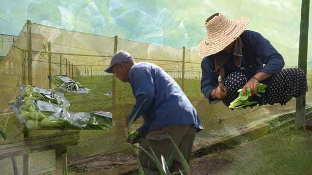 焦点 | 成本飙升 农夫老了 谁来种马来西亚的菜？