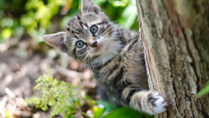 Woman, 2 men charged with abandoning 13 cats in public in separate cases