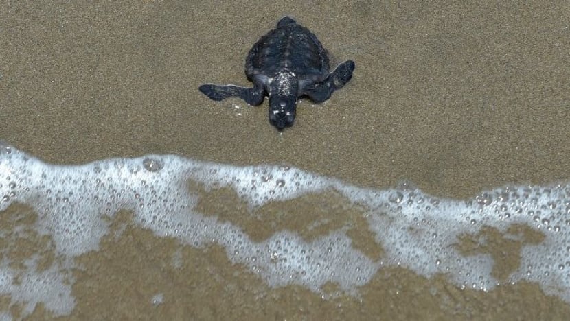 2 bangkai penyu ditemui di pantai Terengganu; dipercayai mati akibat tersangkut pada pukat tunda