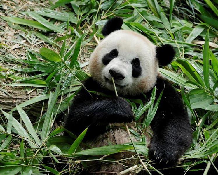 Singapore's first giant panda cub Le Le to leave for China in December