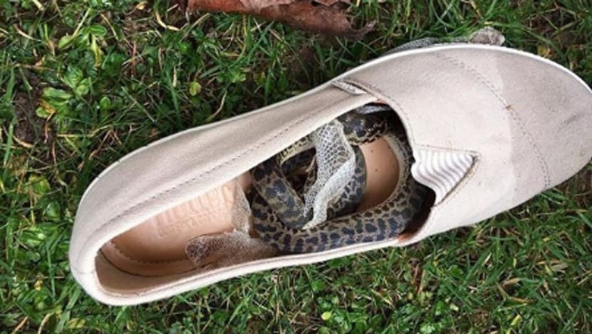 Gambar Pilihan Hari Ini