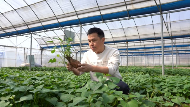 “番薯大王”坚守傻瓜精神 紫心集团七年冲上国际资本市场