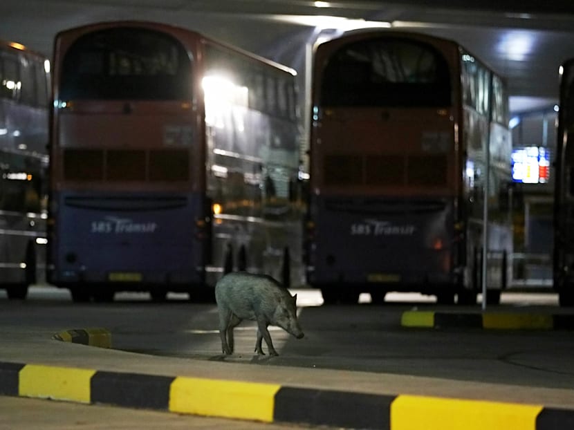 More public education needed to mitigate human-wildlife conflicts