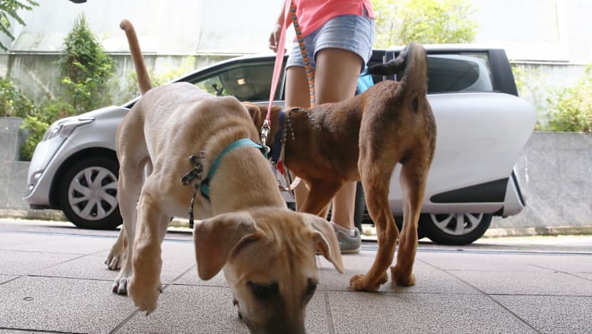 SOSD hopes UberPUPPIES will dispel misconceptions about street dogs