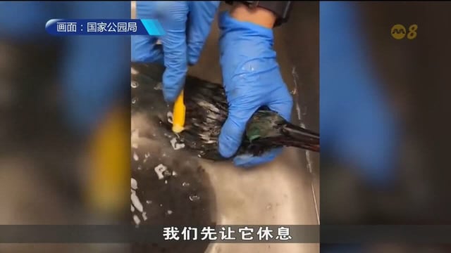 漏油事件沾染油污的翡翠鸟 需至少七个星期才恢复健康
