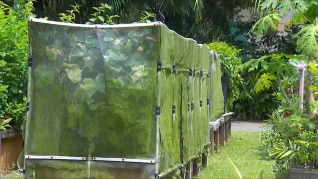 理解问答：本地越来越多人争当城市农夫