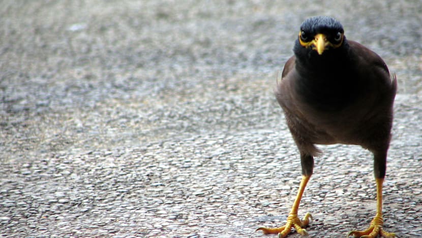 Trials done to remove, disperse mynas, says AVA