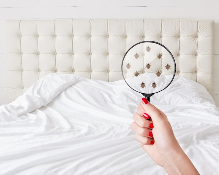 Millions of dust mites living in your mattress (and their poop) could be causing your allergies