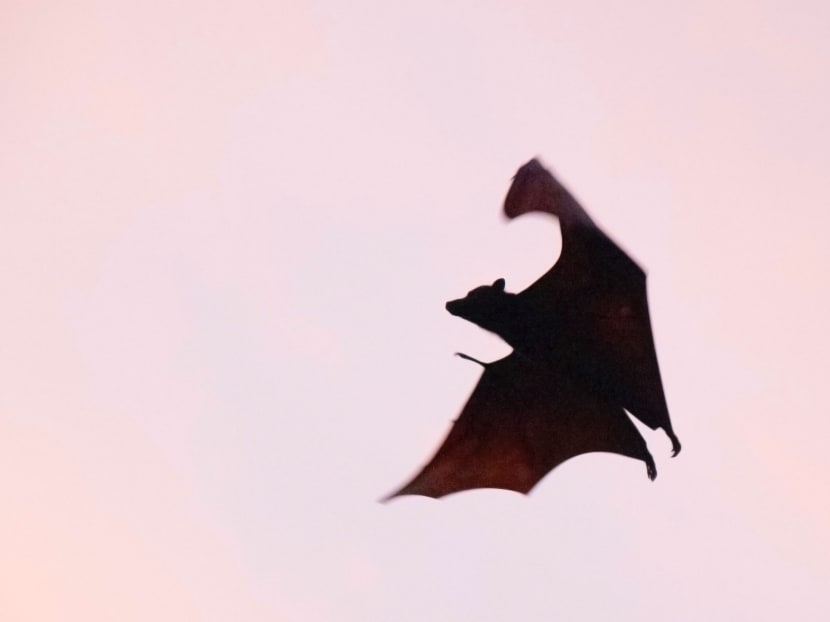 ‘My family is terrified’: Authorities work to address bat problems faced by some Upper Boon Keng residents