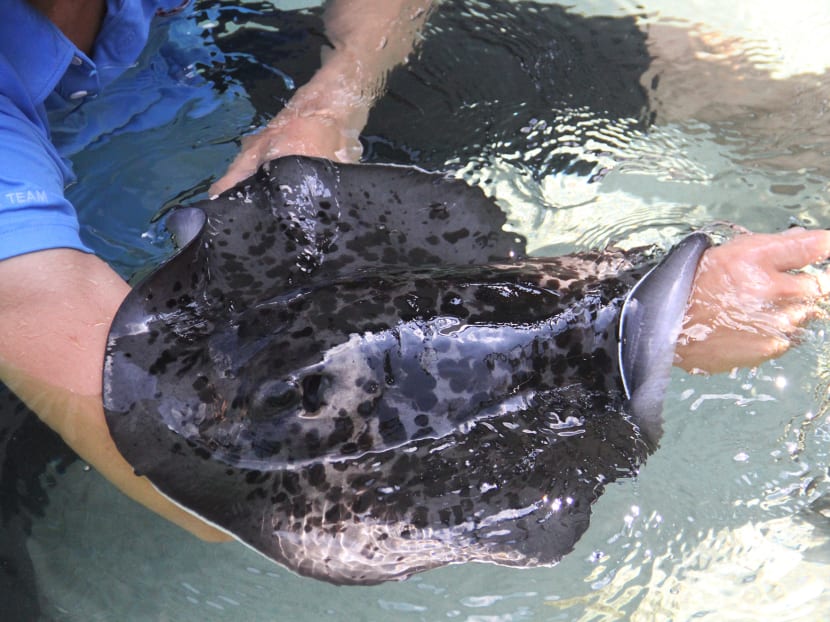 More than 500 babies born at S.E.A. Aquarium since last October More than 500 babies born at S.E.A. Aquarium since last October