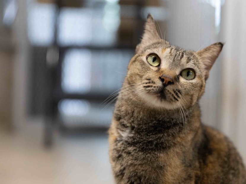 Commentary: Reversal of HDB cat ban a first step towards better cat welfare, but more needs to be done Commentary: Reversal of HDB cat ban a first step towards better cat welfare, but more needs to be done
