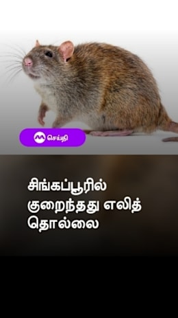 சிங்கப்பூரில்