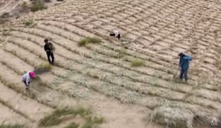 Growing fruits on desert lands? Inside China’s decades-long fight against desertification