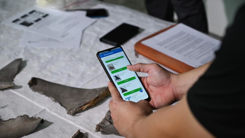Mobile app launched to help NParks officers identify illegally traded shark and ray fins 'in seconds'