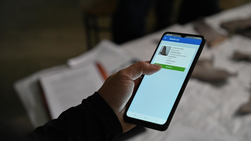 Mobile app that identifies sharks’ fins to help curb illegal wildlife trade Mobile app that identifies sharks’ fins to help curb illegal wildlife trade