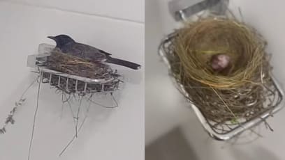 Netizen Finds Bird Nesting In Bathroom After She Returned Home From Overseas Trip