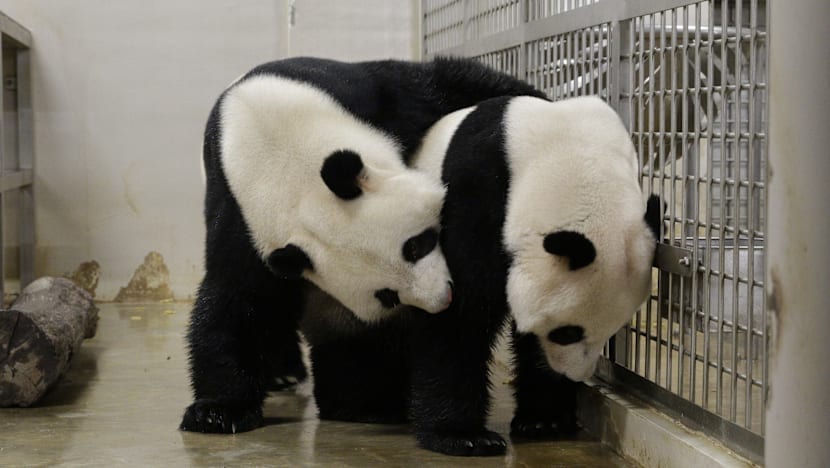 Giant panda Jia Jia artificially inseminated again after mating attempt fails