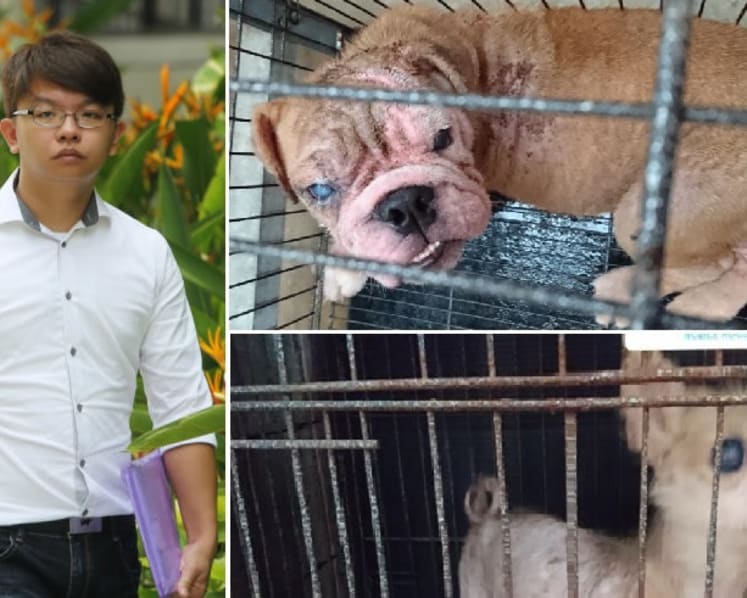 Pet farm owner fined S$180,000, disqualified from running animal-related business