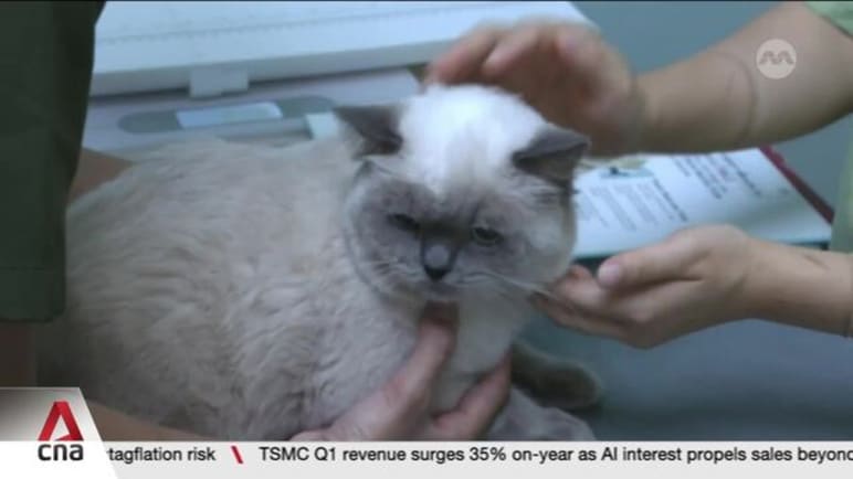 Vet group warns new rules may trigger higher costs for pet owners 