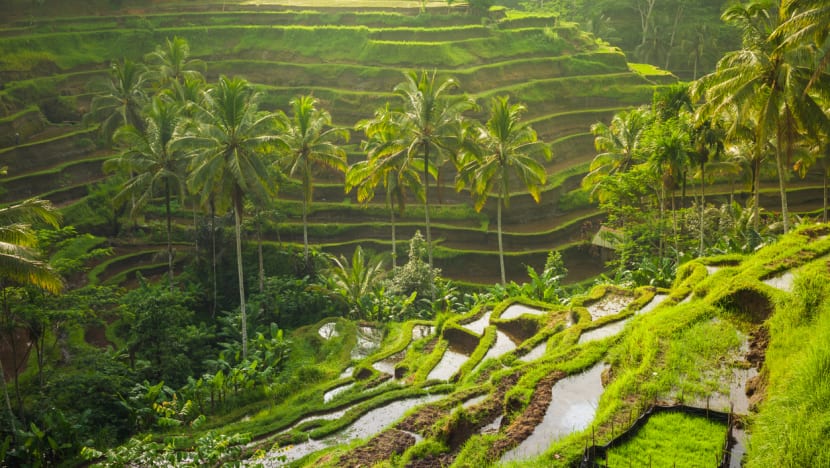 Dulu tolak Israel di Piala Dunia U-20, kini Gubernur Bali Wayan Koster minta berguru pertanian