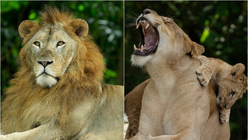African lion at Singapore Zoo is 5th lion to test positive for Covid-19, other lions to be tested