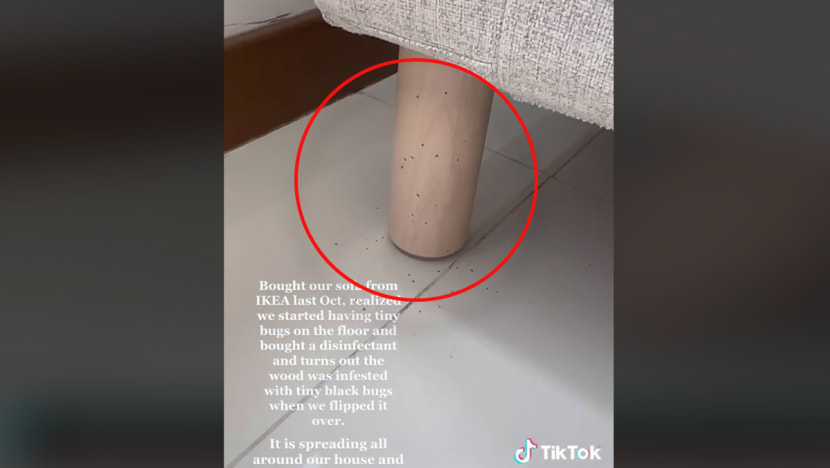 #trending: TikToker complains about bugs found on Ikea S’pore sofa; firm probing second similar case in 2 months 