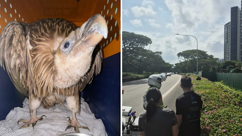 Rare sighting of Himalayan vulture in Singapore, viral video shows it was struggling to fly near ECP