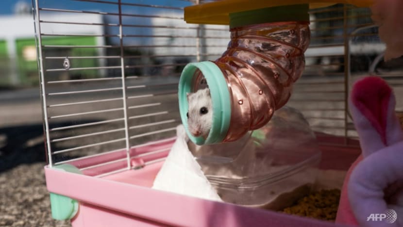 Commentary: Backlash over Hong Kong’s hamster cull reveals simmering dissent