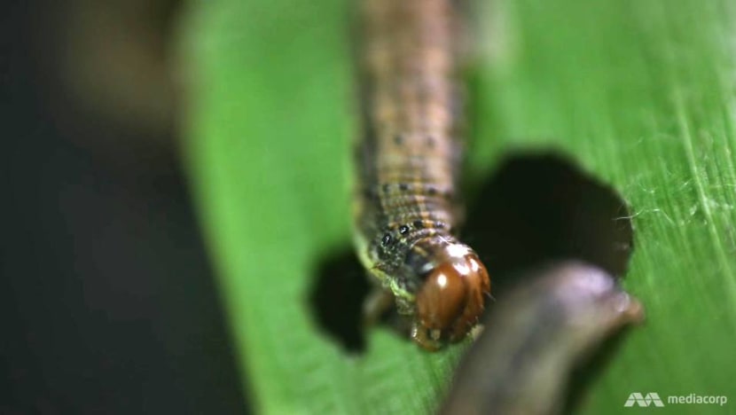 How a ‘worm’ might affect prices of cereal, toothpaste and chicken rice