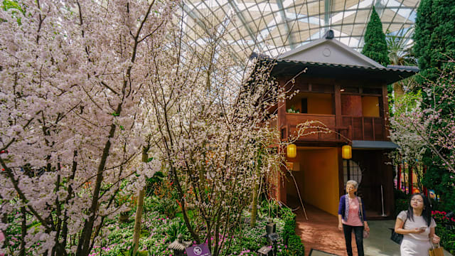 滨海湾花园樱花展回归 重现日本石川县历史街道