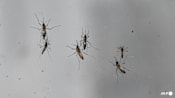 Wolbachia mosquitoes to be released at 4 more sites, including Bedok and Marsiling, to curb dengue