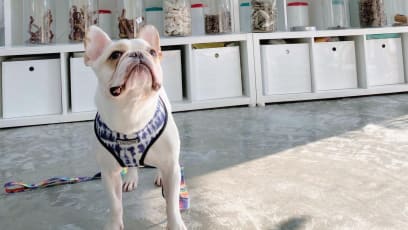 Online Pet Shops In Singapore To Buy Your Furkids' Essentials From During The Circuit Breaker 