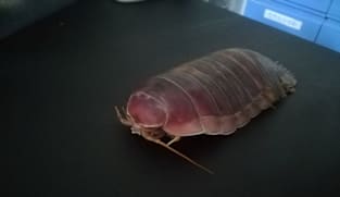 Deep-sea denizens go years without food with clever biological fix
