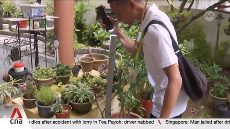 135 dengue cases reported so far at largest cluster at Countryside Road and Lentor Avenue