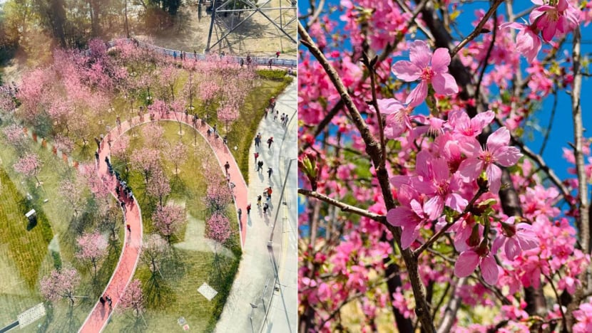 Hong Kong’s Cherry Blossom Season Is In Full Swing — Here’s Where To Go Sakura-Spotting In HK Hong Kong’s Cherry Blossom Season Is In Full Swing — Here’s Where To Go Sakura-Spotting In HK