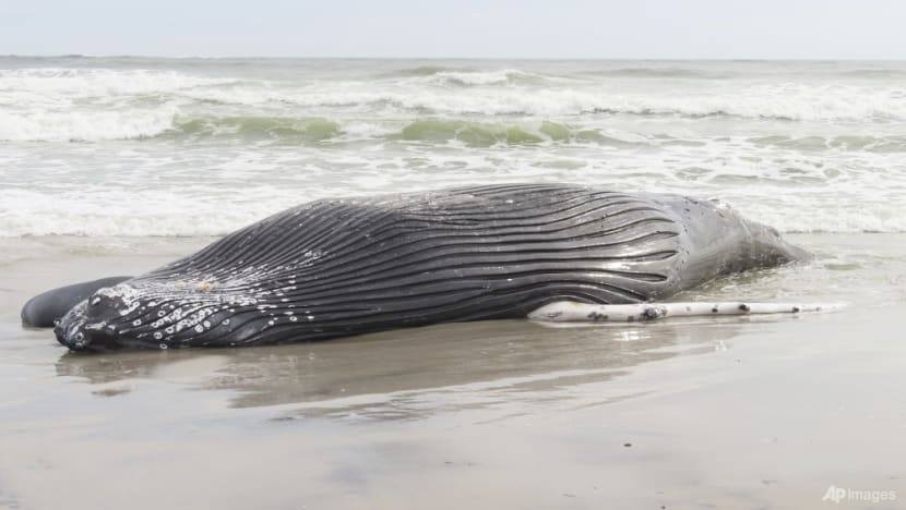 Pause sought in US wind farm ocean preparation works after 7th dead whale