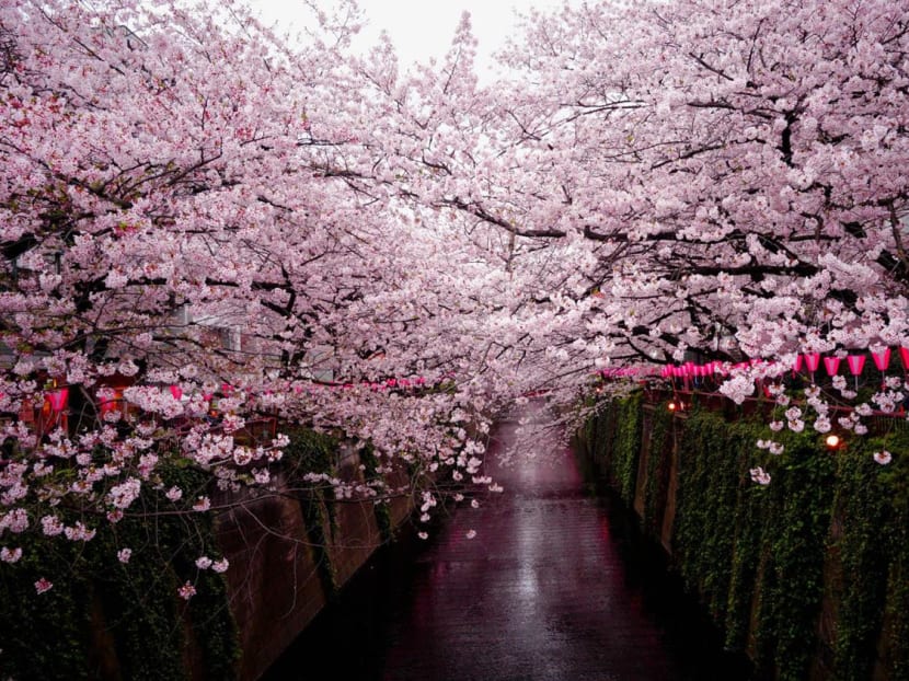 Japan’s Cherry Blossom Forecast For 2023 Is Out — When & Where To Go See Sakura In Tokyo, Hokkaido & More