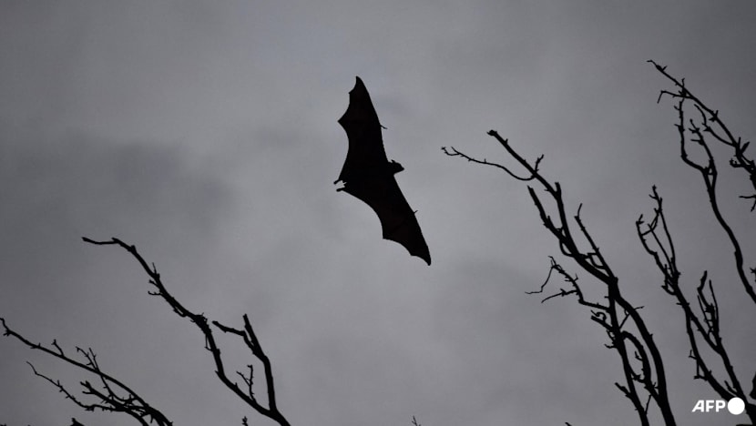 One person dead from Nipah virus in Bangladesh, says WHO