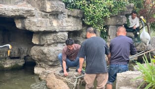 ‘Doubao, come home’: Chinese netizens react with amusement, concern over Jiangsu zoo’s runaway capybara