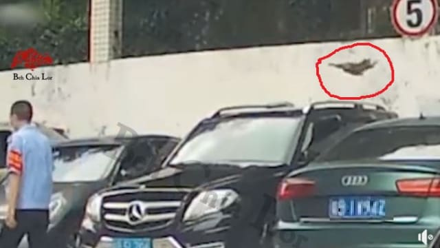 疑车身太滑导致猫两次攀墙失足 网民笑翻