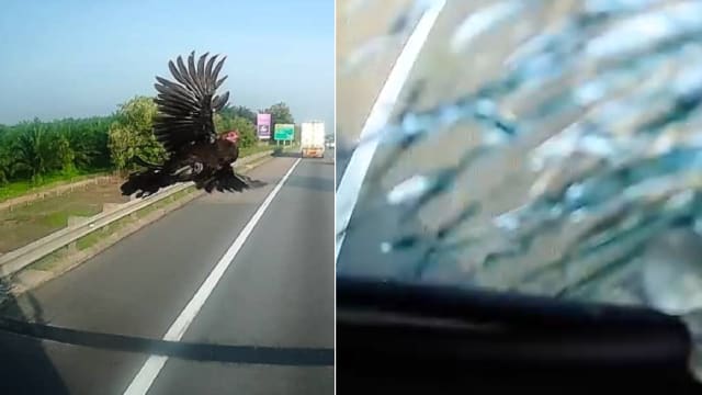 公鸡飞扑罗厘挡风镜 玻璃碎裂当场死亡